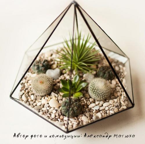 Мини-сад из суккулентов своими руками. Волшебный мини-садик на подоконнике! Составляем композицию вместе
