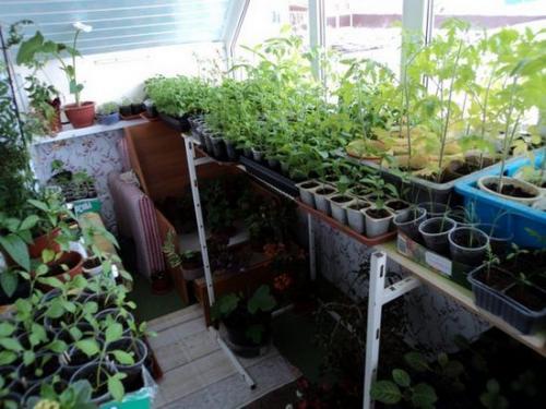 Огород на балконе. Подготовка и виды грядок