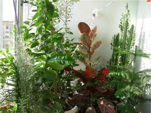 Как организовать мини сад на балконе. Зимний сад – домашний оазис круглый год