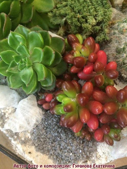 Мини-сад из суккулентов своими руками. Волшебный мини-садик на подоконнике! Составляем композицию вместе