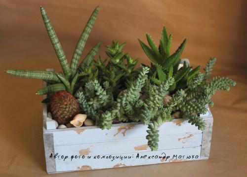 Мини-сад из суккулентов своими руками. Волшебный мини-садик на подоконнике! Составляем композицию вместе