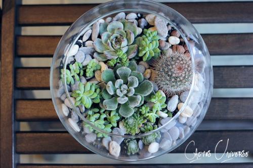 Мини-сад из суккулентов своими руками. Волшебный мини-садик на подоконнике! Составляем композицию вместе
