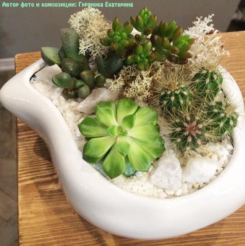 Мини-сад из суккулентов своими руками. Волшебный мини-садик на подоконнике! Составляем композицию вместе