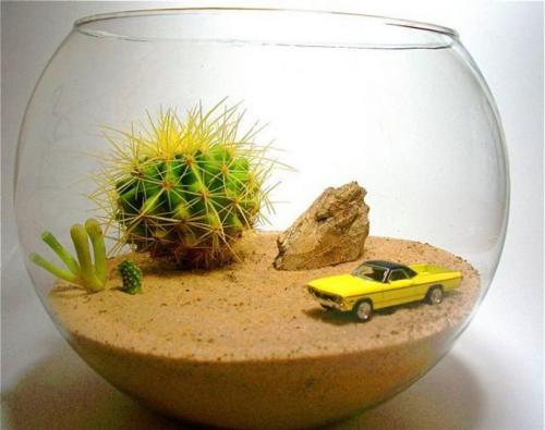 Мини-сад на подоконнике. «Полупустыня»