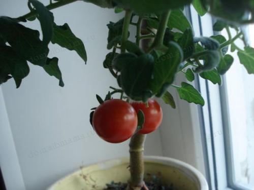 Контейнерный огород в квартире. Секрет успешного огорода на подоконнике от профессионалов 11