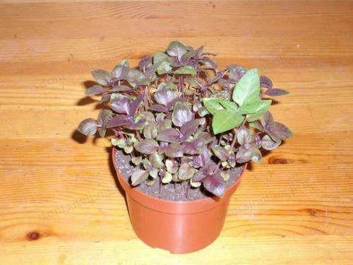 Контейнерный огород в квартире. Секрет успешного огорода на подоконнике от профессионалов 15