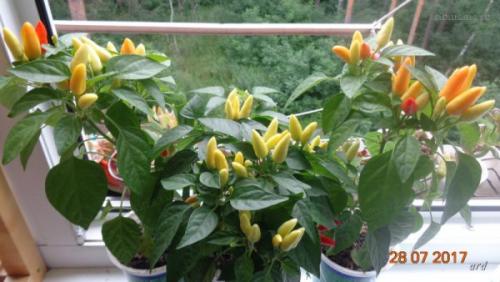 Контейнерный огород в квартире. Секрет успешного огорода на подоконнике от профессионалов 10