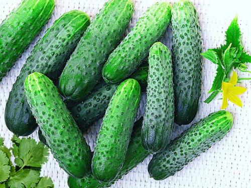 Самоопыляемые овощи. Самоопыляемые сорта огурцов 2022 — описание с фото