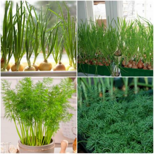 Что выгодно выращивать в квартире. Что можно вырастить дома для дальнейшей продажи