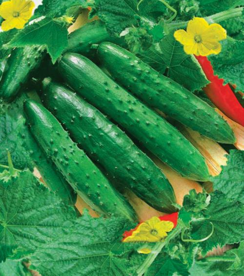 Самоопыляемые овощи. Самоопыляемые сорта огурцов 2022 — описание с фото