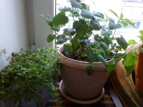Контейнерный огород в квартире. Секрет успешного огорода на подоконнике от профессионалов 13