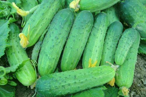 Самоопыляемые овощи. Самоопыляемые сорта огурцов 2022 — описание с фото