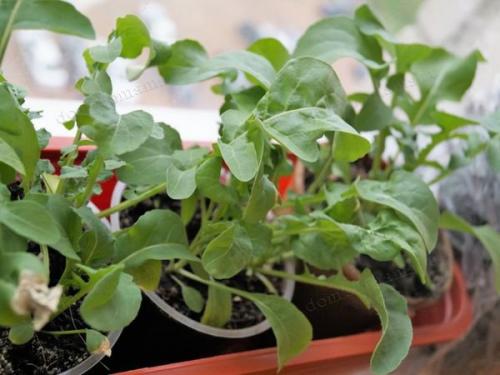 Контейнерный огород в квартире. Секрет успешного огорода на подоконнике от профессионалов 12