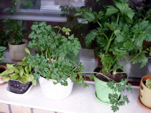 Контейнерный огород в квартире. Секрет успешного огорода на подоконнике от профессионалов 14