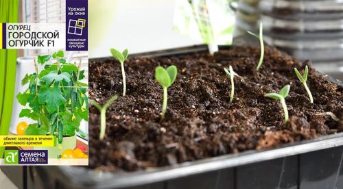Контейнерный огород в квартире. Секрет успешного огорода на подоконнике от профессионалов 04