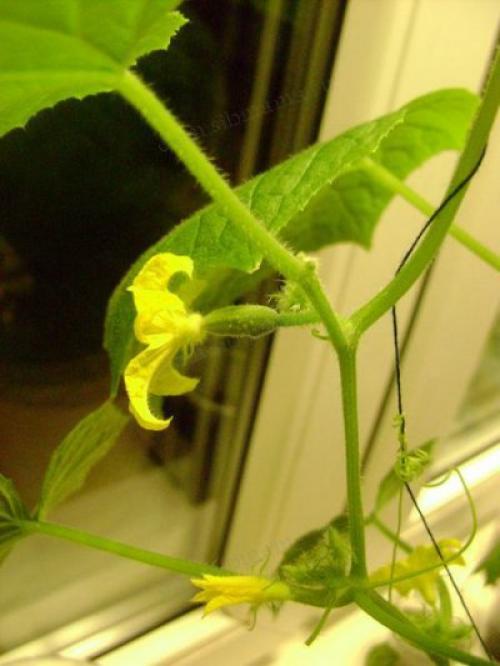 Контейнерный огород в квартире. Секрет успешного огорода на подоконнике от профессионалов 09