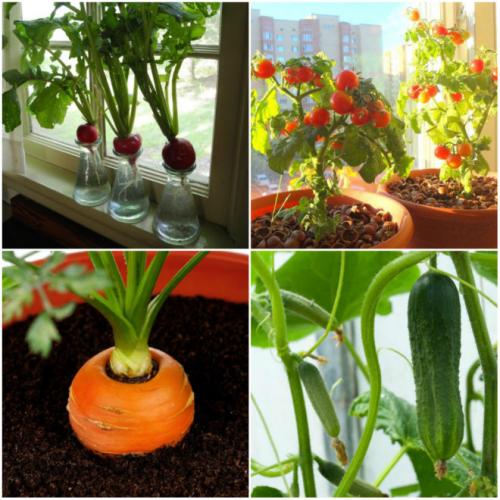 Что выгодно выращивать в квартире. Что можно вырастить дома для дальнейшей продажи