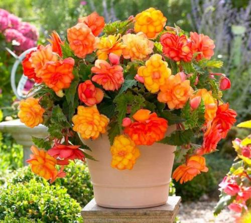 Что выгодно выращивать в квартире. Что можно вырастить дома для дальнейшей продажи