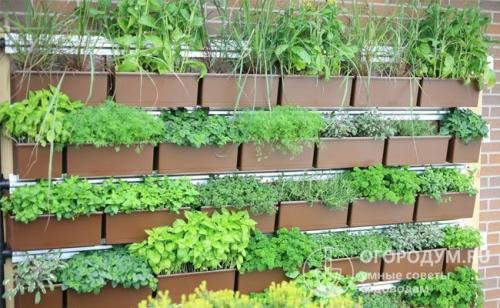 Вертикальный огород в квартире. Вертикальные грядки
