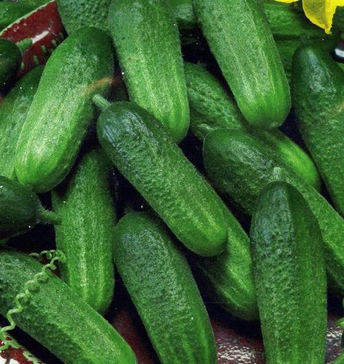 Самоопыляемые овощи. Самоопыляемые сорта огурцов 2022 — описание с фото