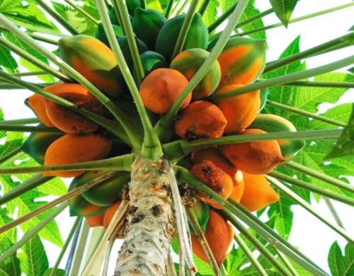 Комнатные фруктовые деревья. Фруктовое дерево на подоконнике