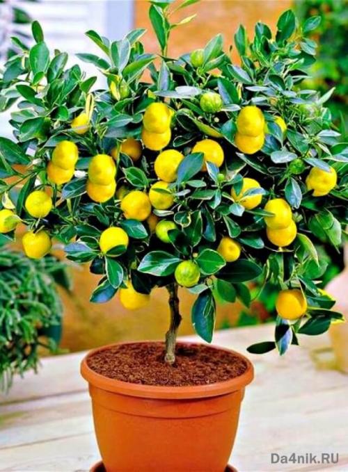 Выращивание фруктовых деревьев в горшках. Секреты выращивания домашних фруктовых мини деревьев