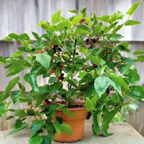 Комнатные фруктовые деревья. Фруктовое дерево на подоконнике