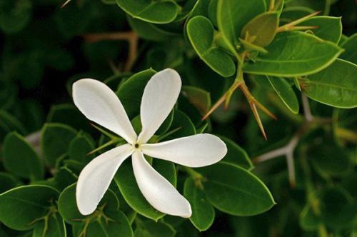 Комнатные фруктовые деревья. Фруктовое дерево на подоконнике