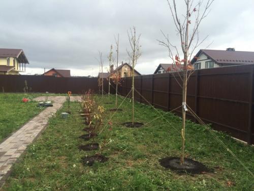 Какие деревья можно сажать дома. Деревья возле дома — виды которые можно и нельзя сажать. 100 фото лучших вариантов для посадки