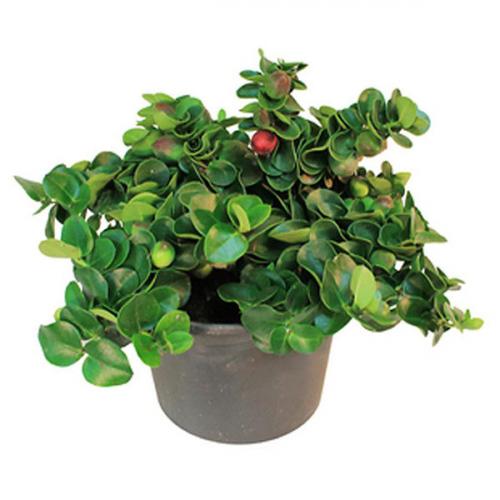 Комнатные фруктовые деревья. Фруктовое дерево на подоконнике