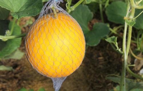 Какие овощи и фрукты лучше выращивать в теплице. Что посадить в парнике: овощи, фрукты, зелень и цветы, подходящие для выращивания в закрытом грунте