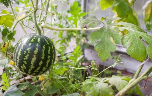 Как защитить огород от вредителей и болезней