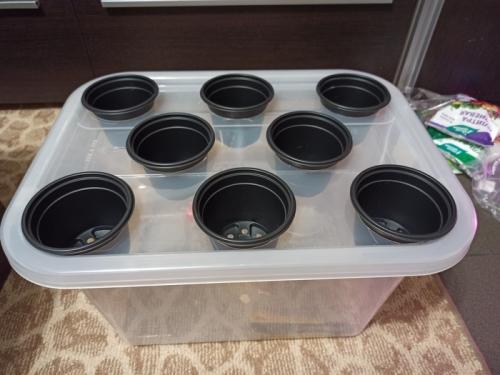 Как защитить огород от вредителей и болезней