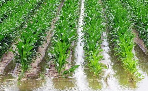 Как создать удобную систему полива для дачного огорода. Поверхностная или самотечная система полива