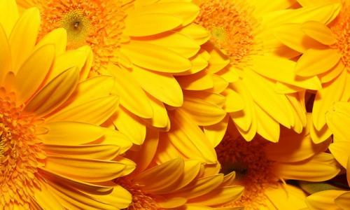 Желтый цвет в интерьере. Сочетание желтого цвета с другими цветами в интерьере 21