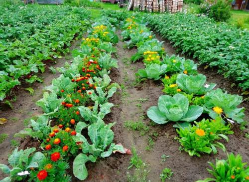 Планировка огорода под посадки схема. Правила планирования или как распланировать огород