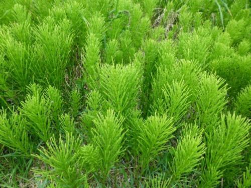 Какие трудности могут возникнуть при переходе на природное земледелие