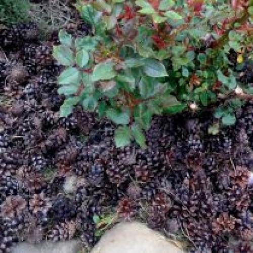 Как можно сократить использование воды при природном земледелии. Можно ли не поливать?