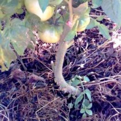 Какие трудности могут возникнуть при переходе на природное земледелие