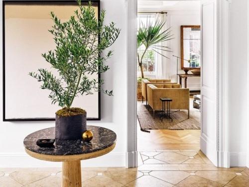 Как можно использовать растения для создания уютной атмосферы в квартире.  Атмосферные волшебники