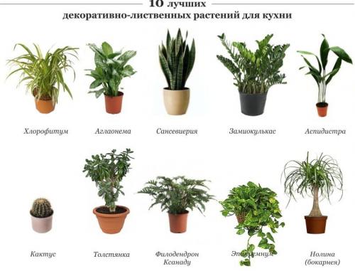 Кухонный мини-сад: от идеи до реализации 02 Кухонный мини-сад: от идеи до реализации 02
