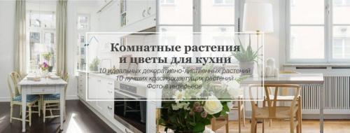 Какие растения можно выращивать в мини-саду на кухне. Комнатные цветы и растения для кухни — выбираем неприхотливые, полезные и красивые