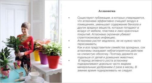 Кухонный мини-сад: от идеи до реализации 06 Кухонный мини-сад: от идеи до реализации 06