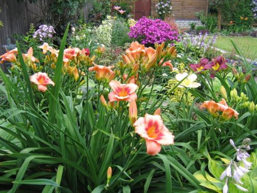 Бордюр из лилейников. Использование в ландшафтном дизайне