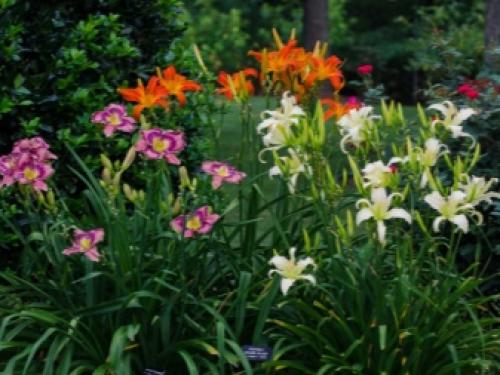 Миксбордер с лилейниками. Размещение Растений 02 Миксбордер с лилейниками. Размещение Растений 02