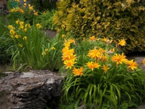 Миксбордер с лилейниками. Размещение Растений 07 Миксбордер с лилейниками. Размещение Растений 07