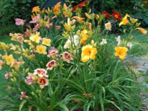 Миксбордер с лилейниками. Размещение Растений 03 Миксбордер с лилейниками. Размещение Растений 03