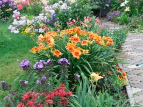 Миксбордер с лилейниками. Размещение Растений 09 Миксбордер с лилейниками. Размещение Растений 09