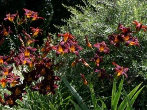 Миксбордер с лилейниками. Размещение Растений 04 Миксбордер с лилейниками. Размещение Растений 04