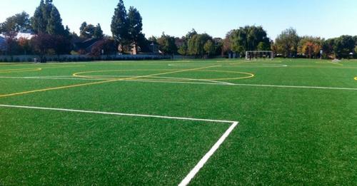 Выбор травы для газона. Какой газон лучше посадить на даче: описание и виды трав